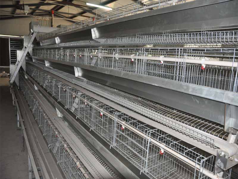 A type chicken cages system