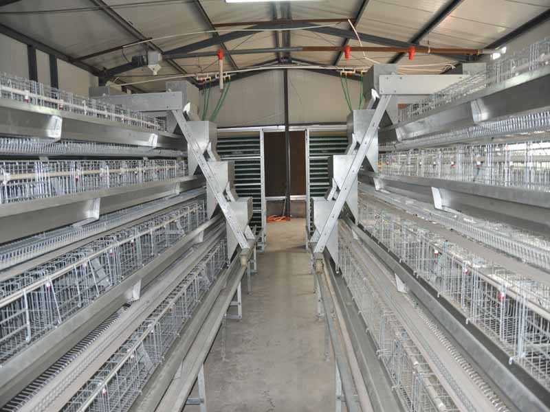 A type chicken cages system