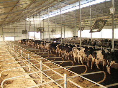 Cattle Free Stall