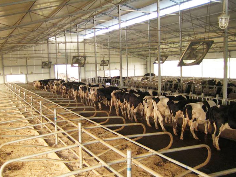 Cattle Free Stall