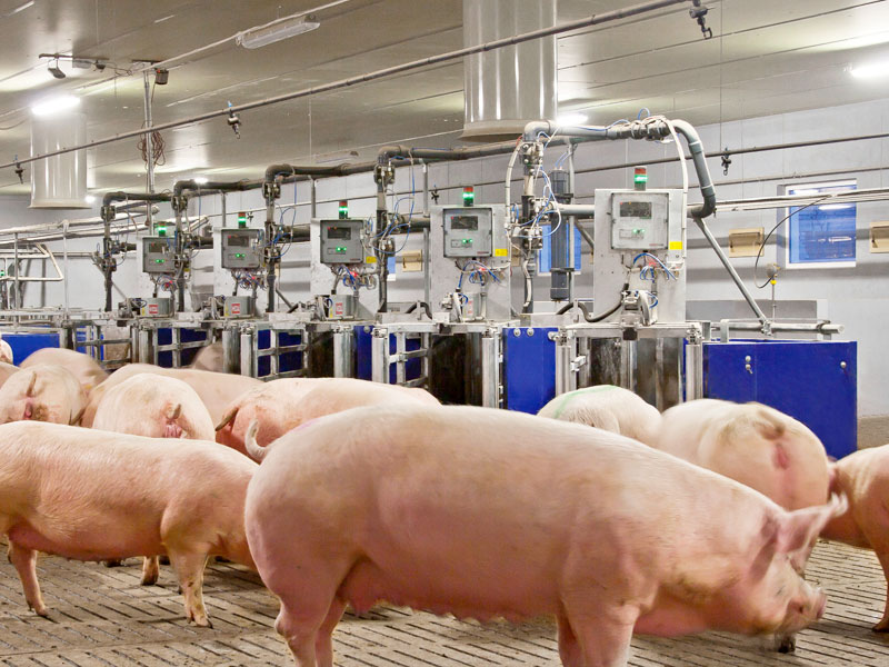 Electronic sow feeding