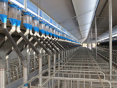 Pig automatic feeding system