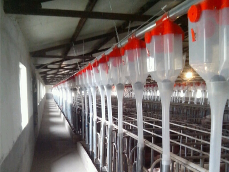 Pig automatic feeding system