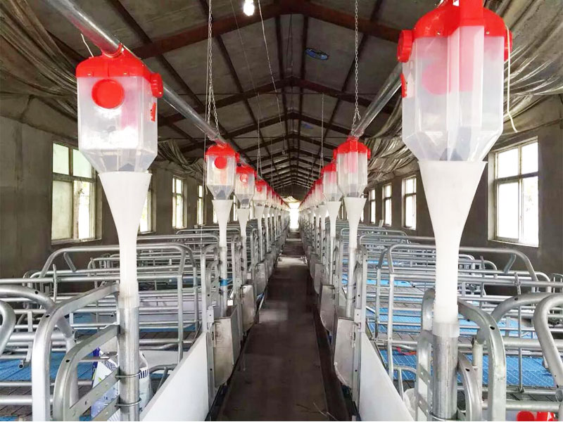 Dry Feeding System for Pigs