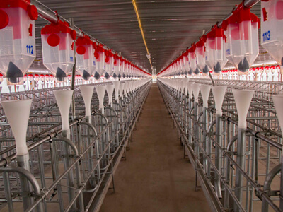 Dry Feeding System for Pigs