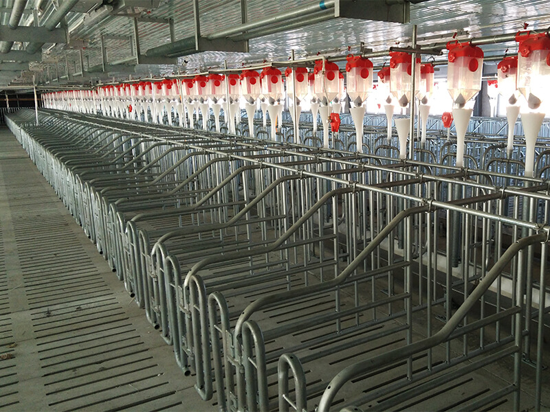 Dry Feeding System for Pigs